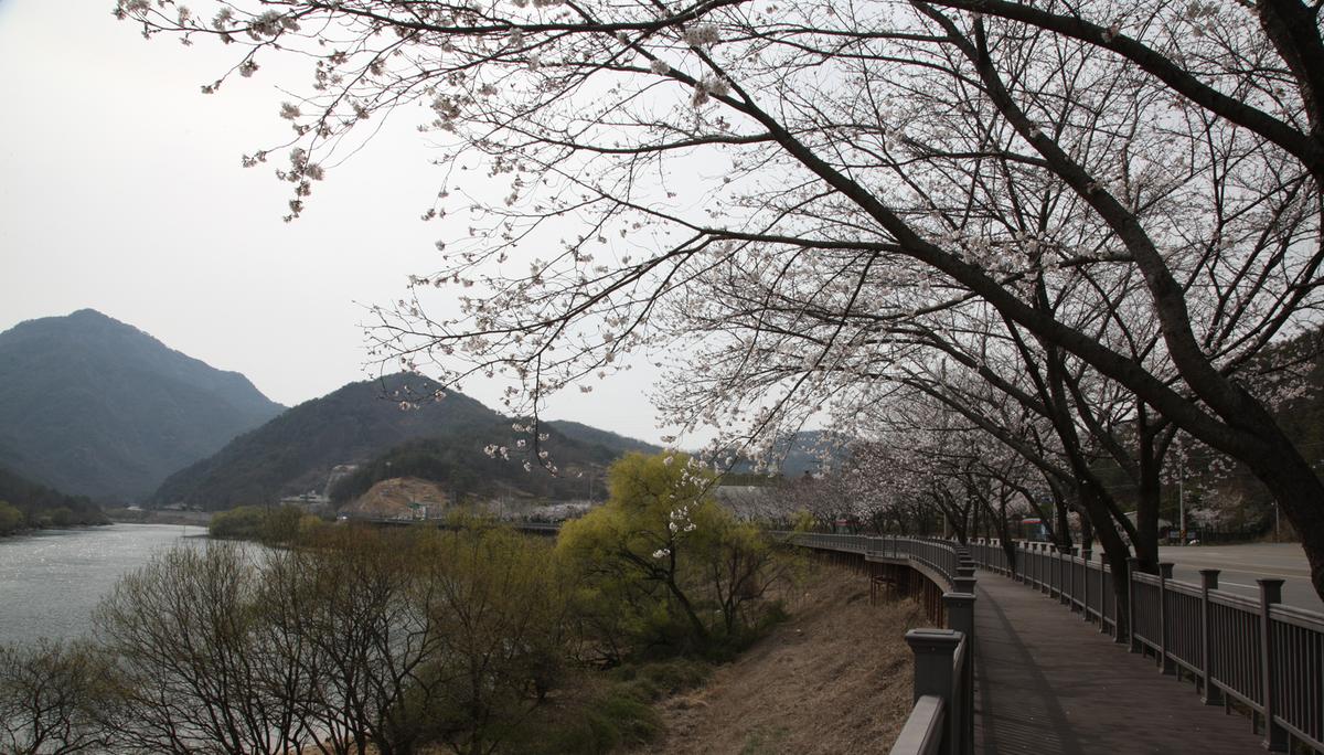 합천100리 벚꽃길