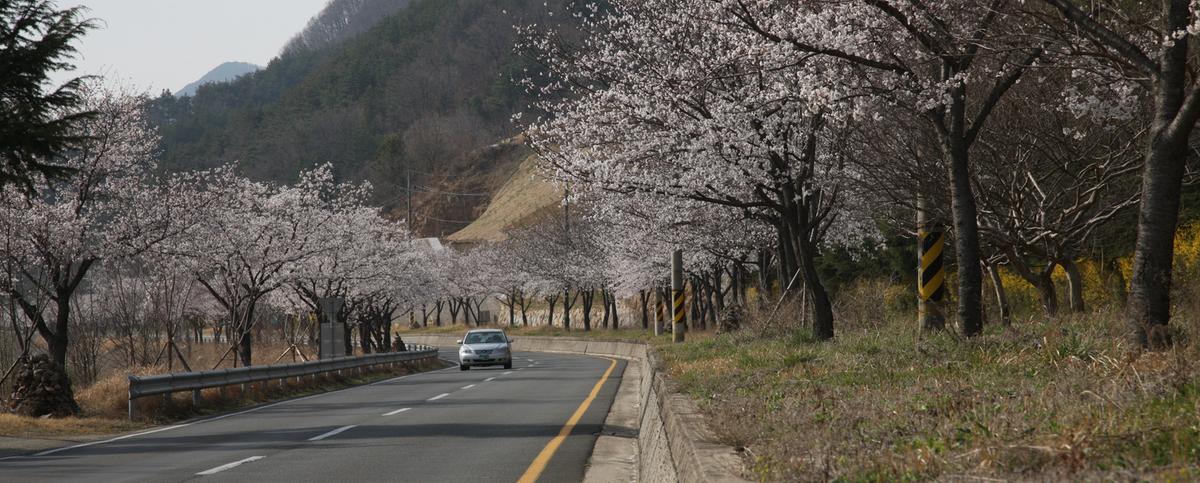 합천100리 벚꽃길