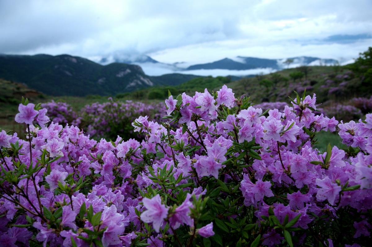 황매산 철쭉