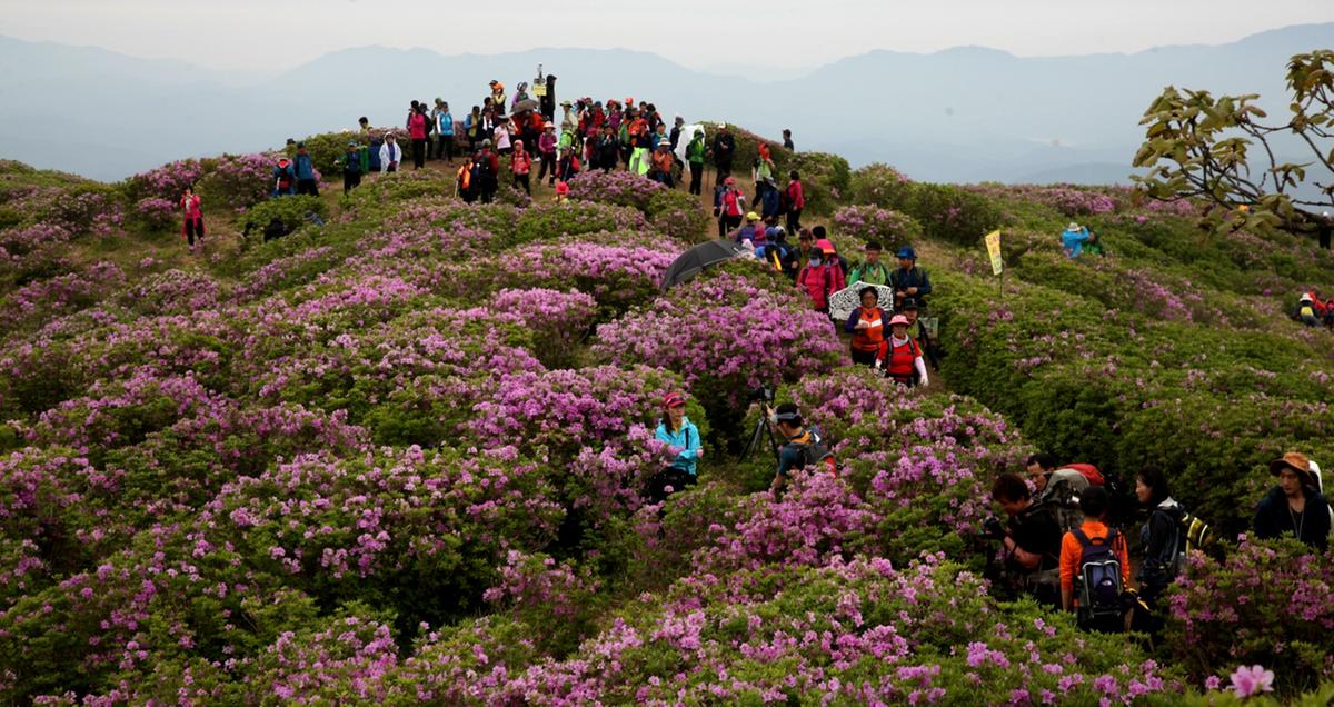 황매산 철쭉