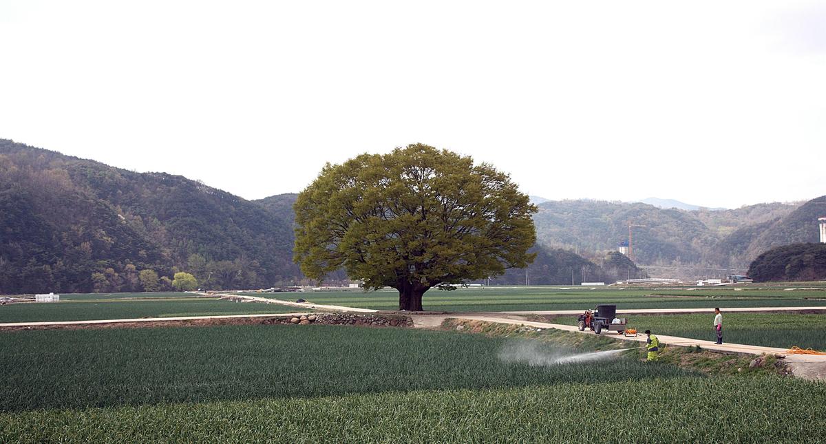 야로느티나무