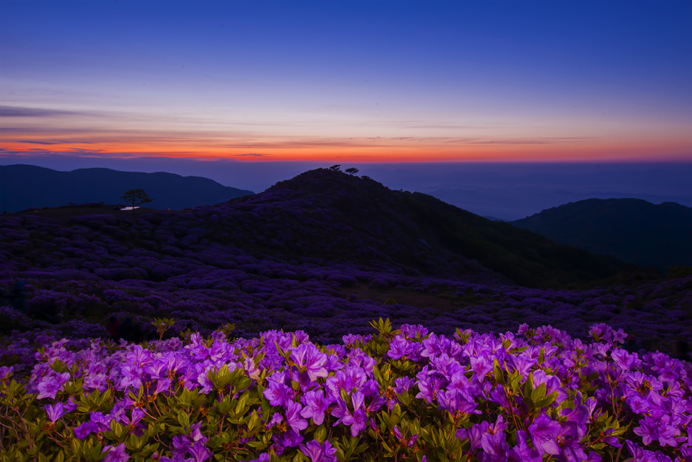 황매산 철쭉