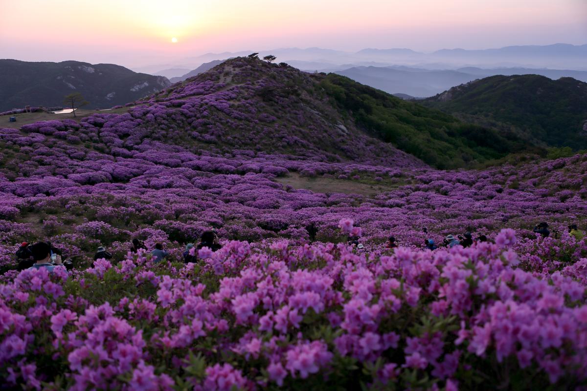 황매산 철쭉