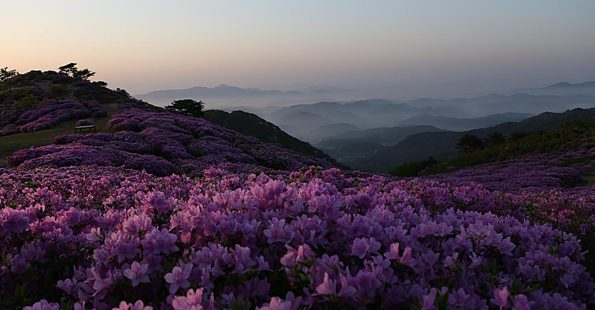 황매산 철쭉