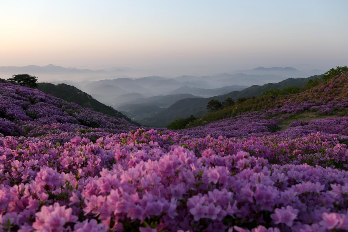 황매산 철쭉