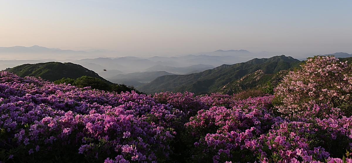 황매산 철쭉