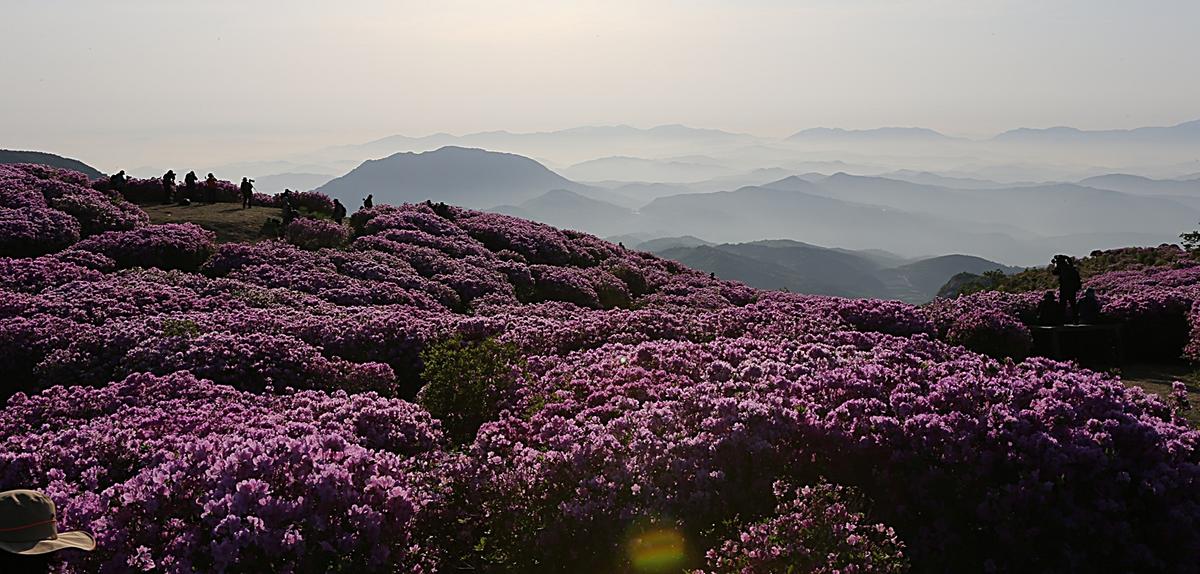 황매산 철쭉