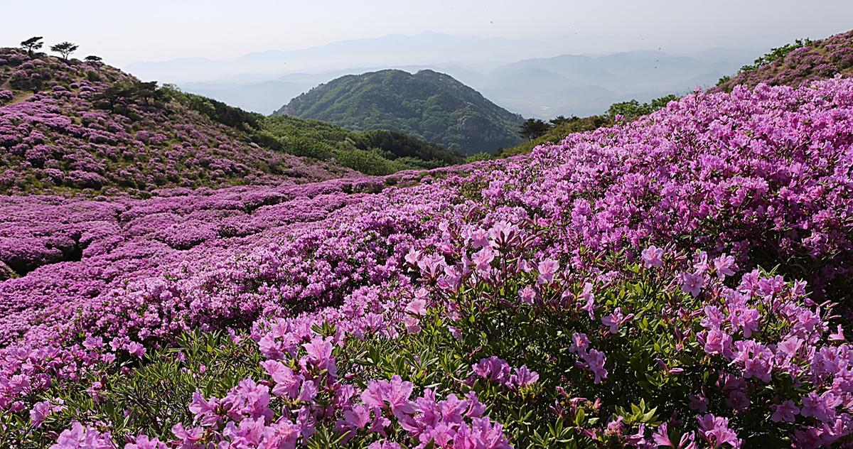 황매산 철쭉