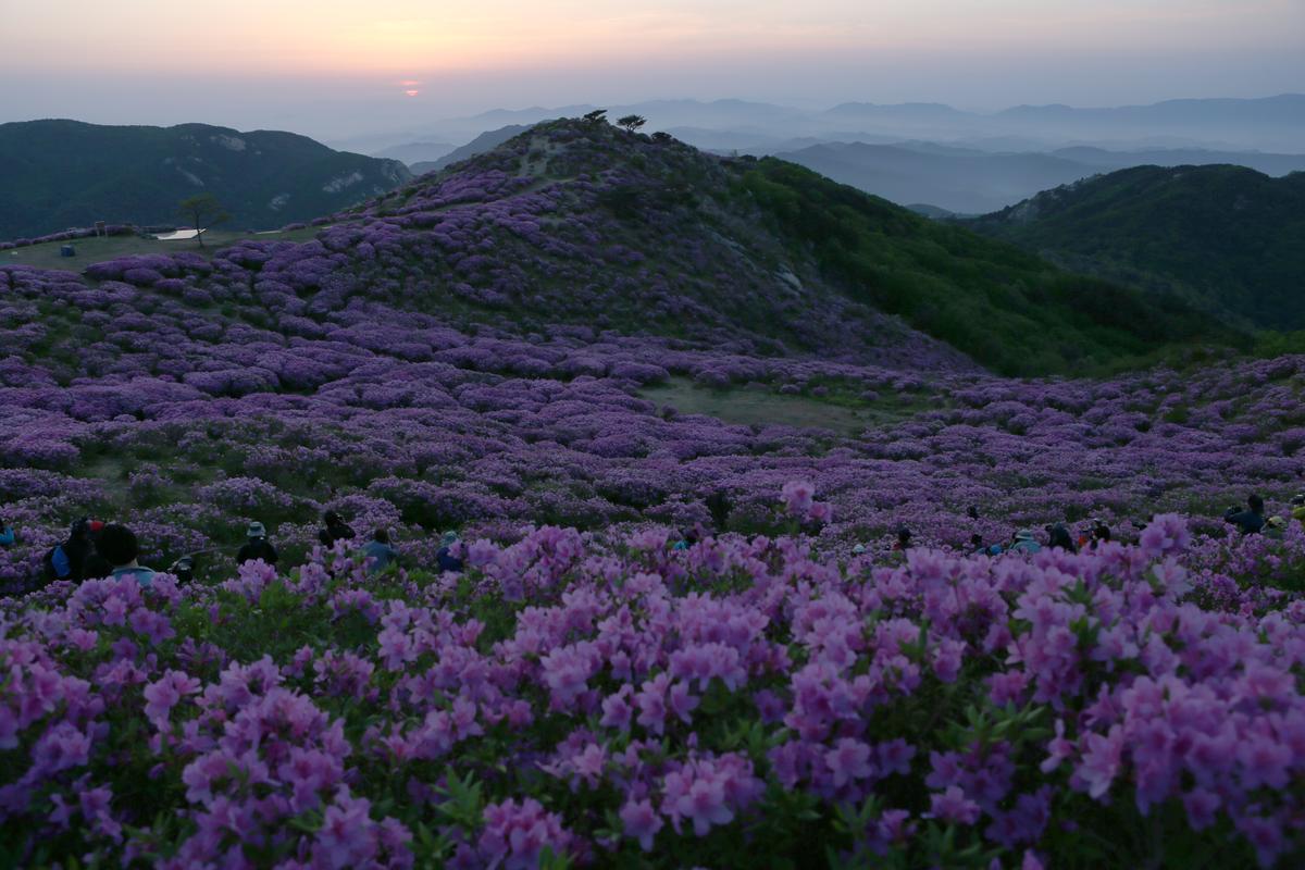황매산 철쭉