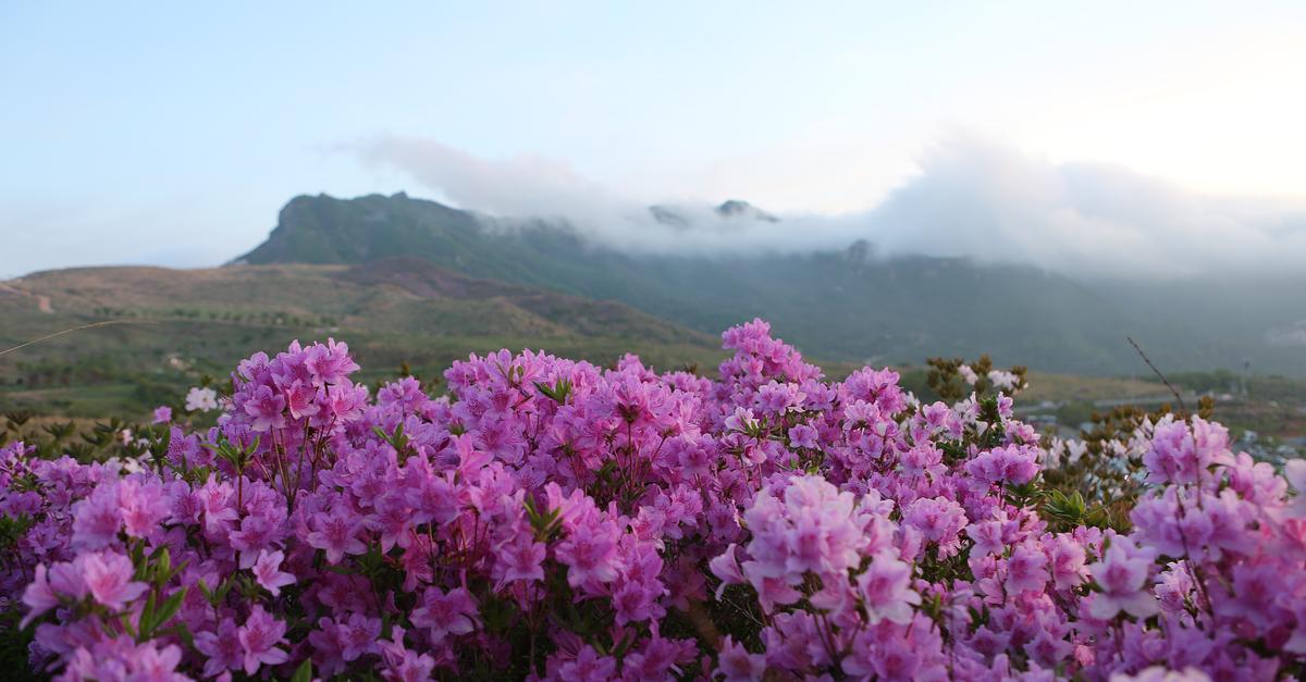황매산 철쭉