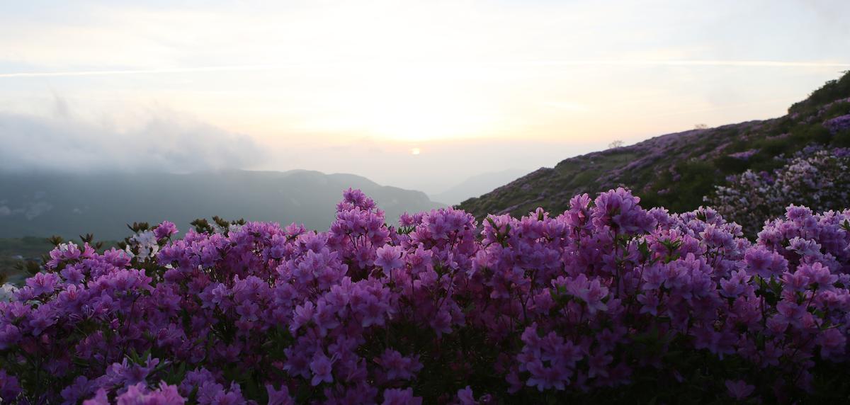 황매산 철쭉