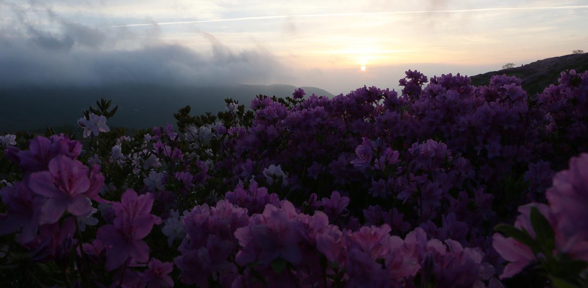 황매산 철쭉