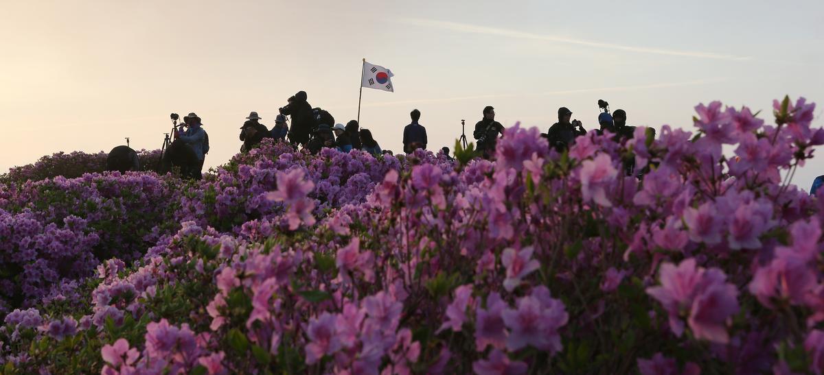 황매산 철쭉