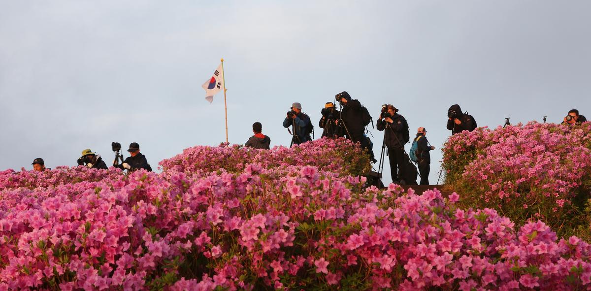 황매산 철쭉