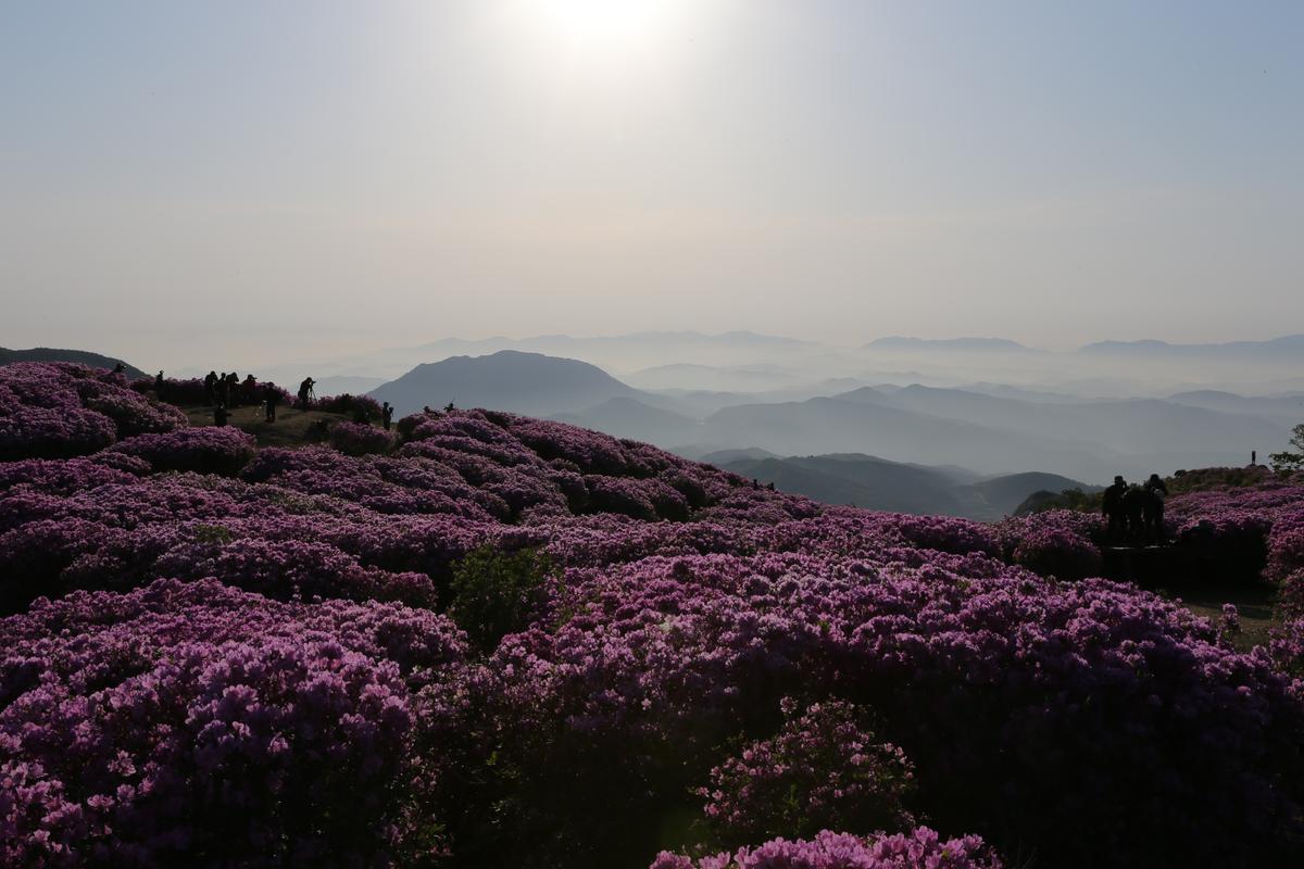 황매산 철쭉