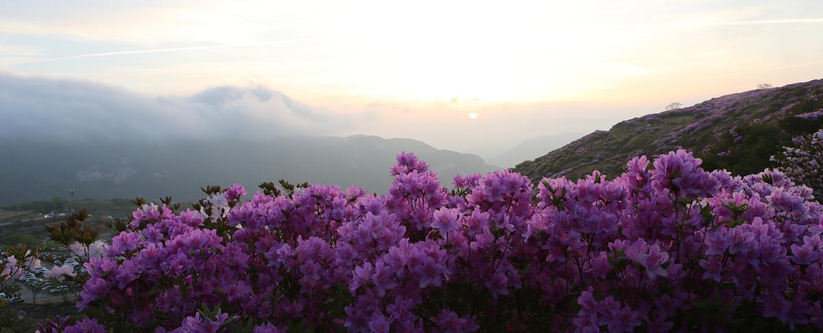 황매산 철쭉