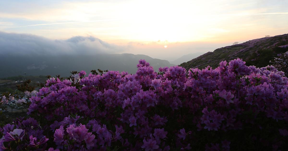 황매산 철쭉