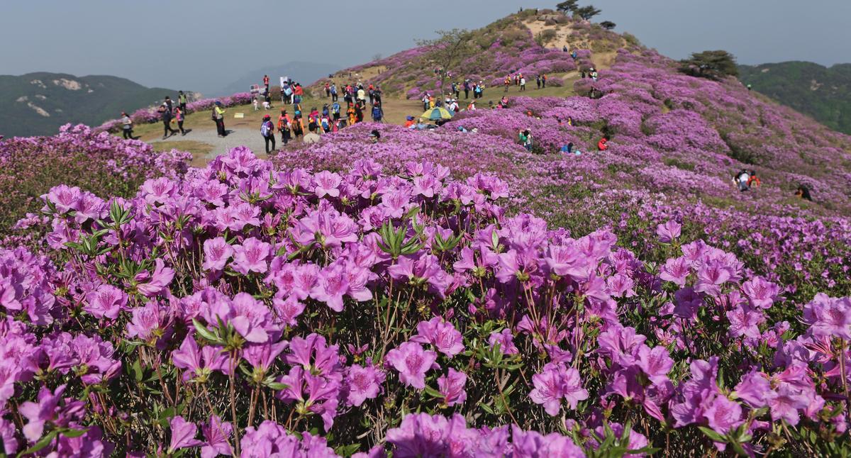 황매산 철쭉