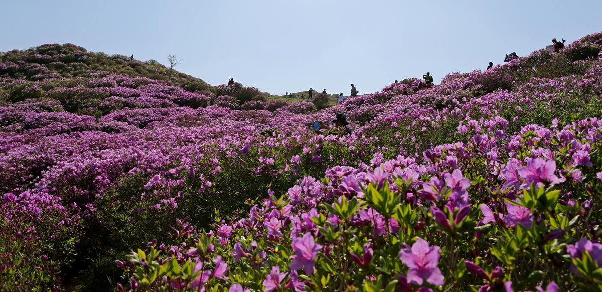 황매산 철쭉