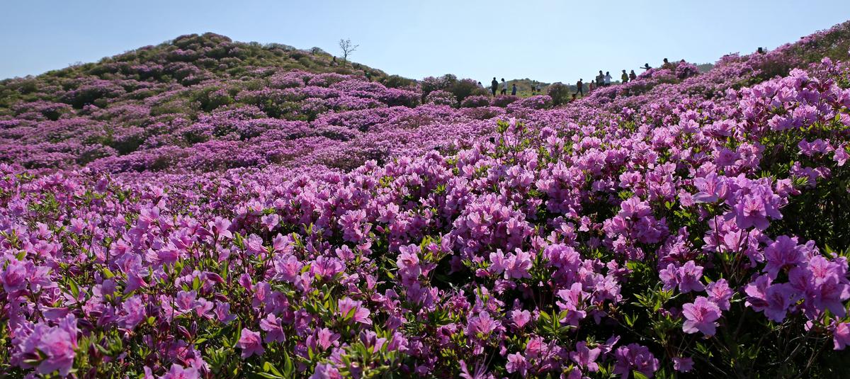 황매산 철쭉