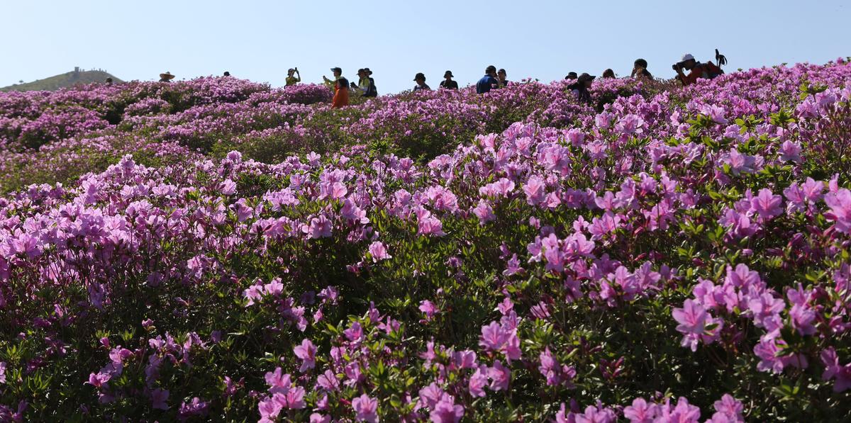 황매산 철쭉