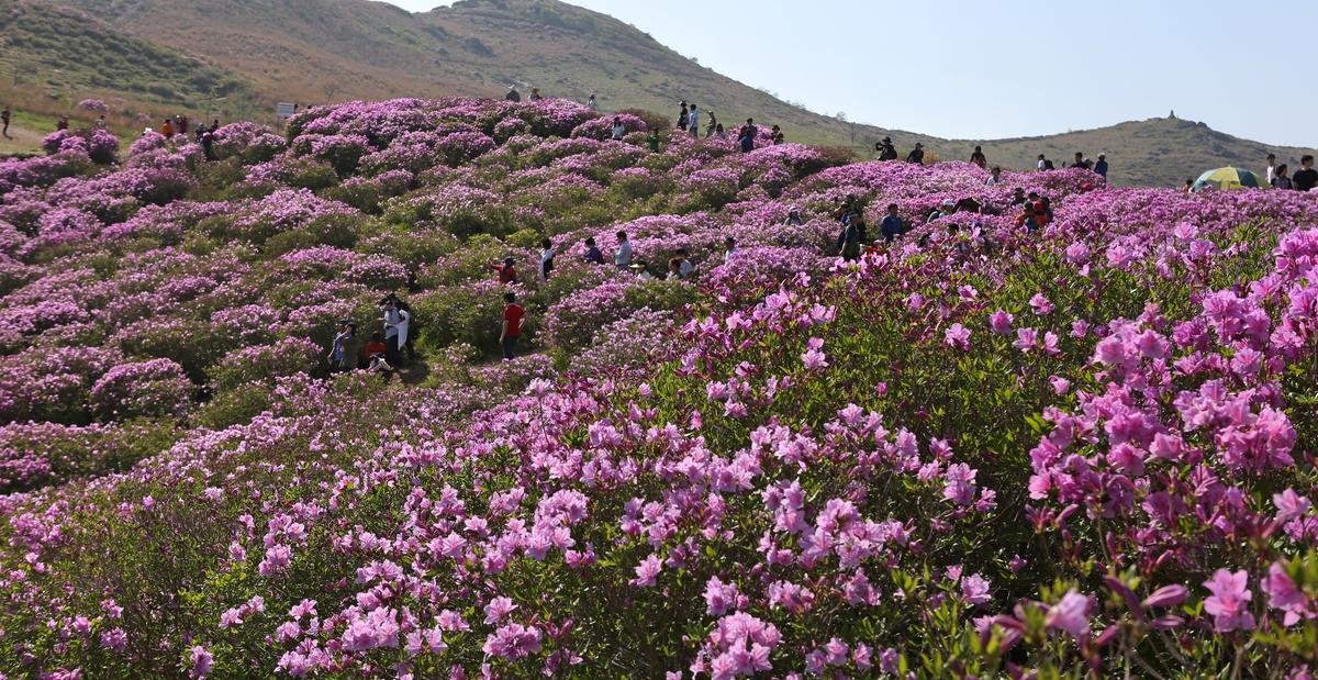 황매산 철쭉