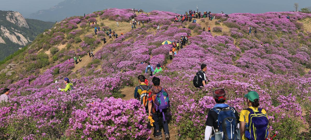 황매산 철쭉