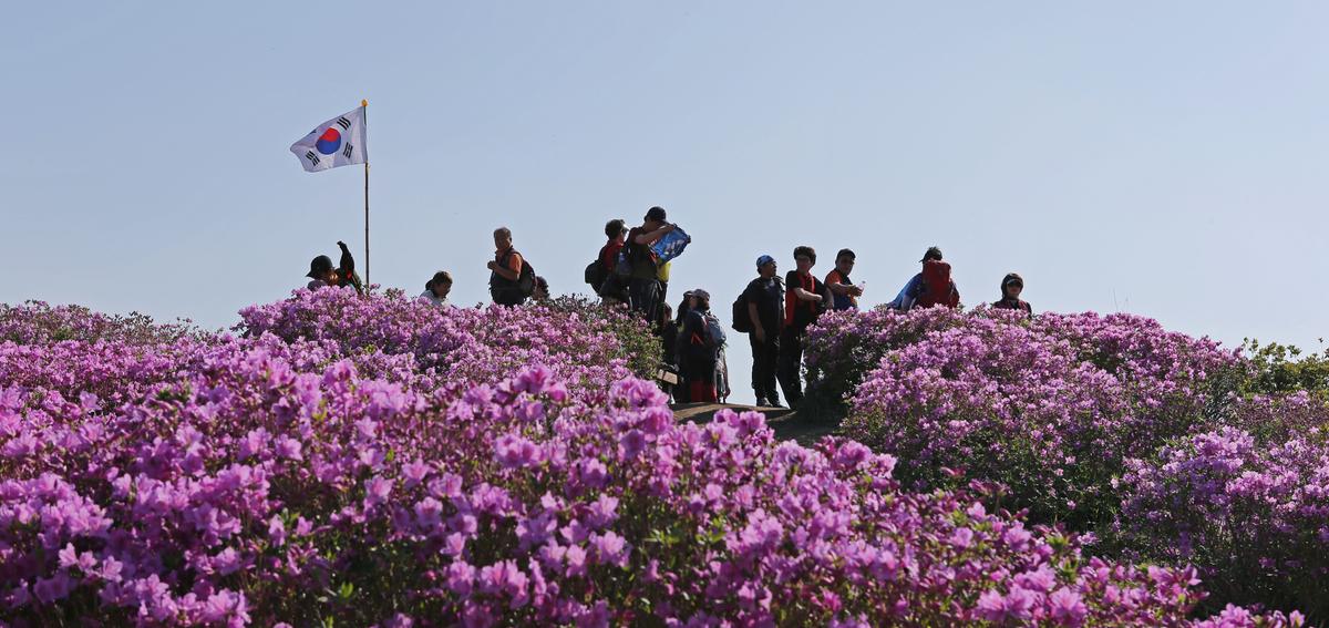 황매산 철쭉