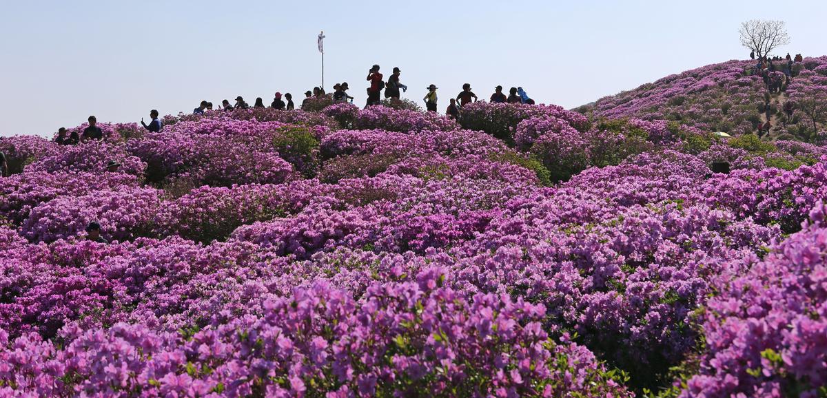 황매산 철쭉