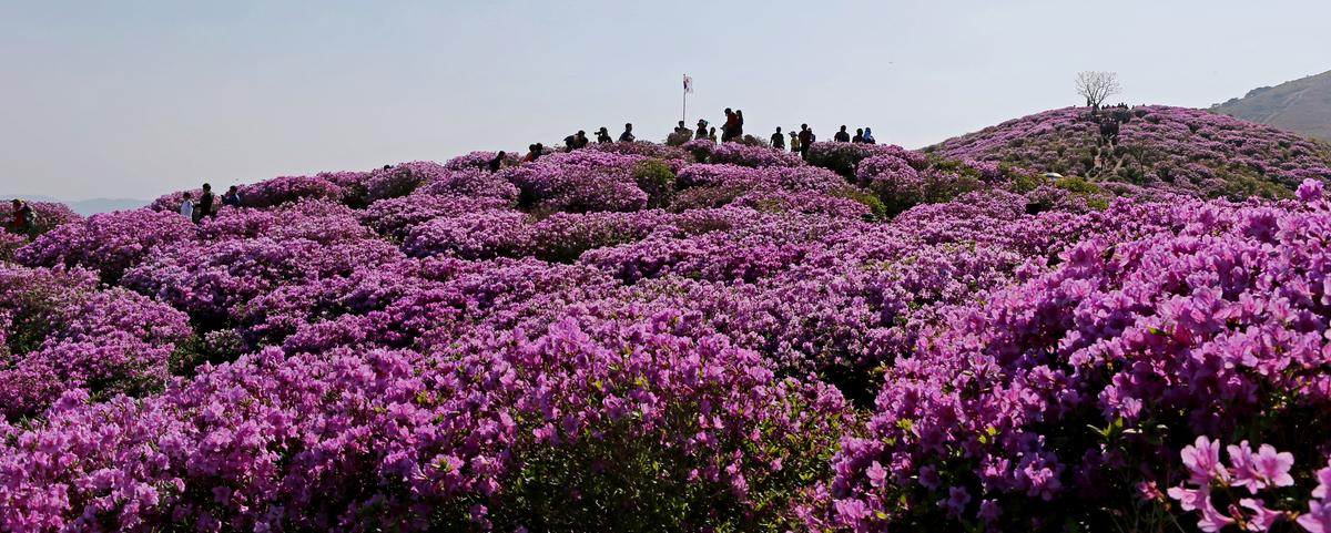 황매산 철쭉