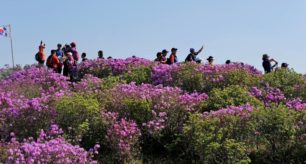 황매산 철쭉