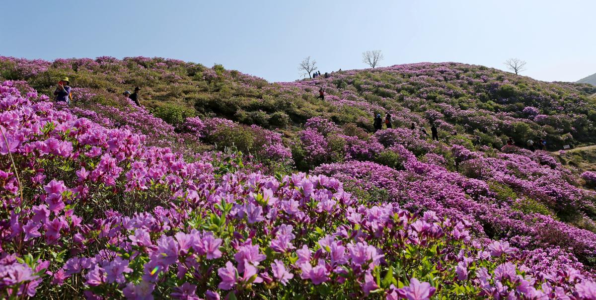 황매산 철쭉