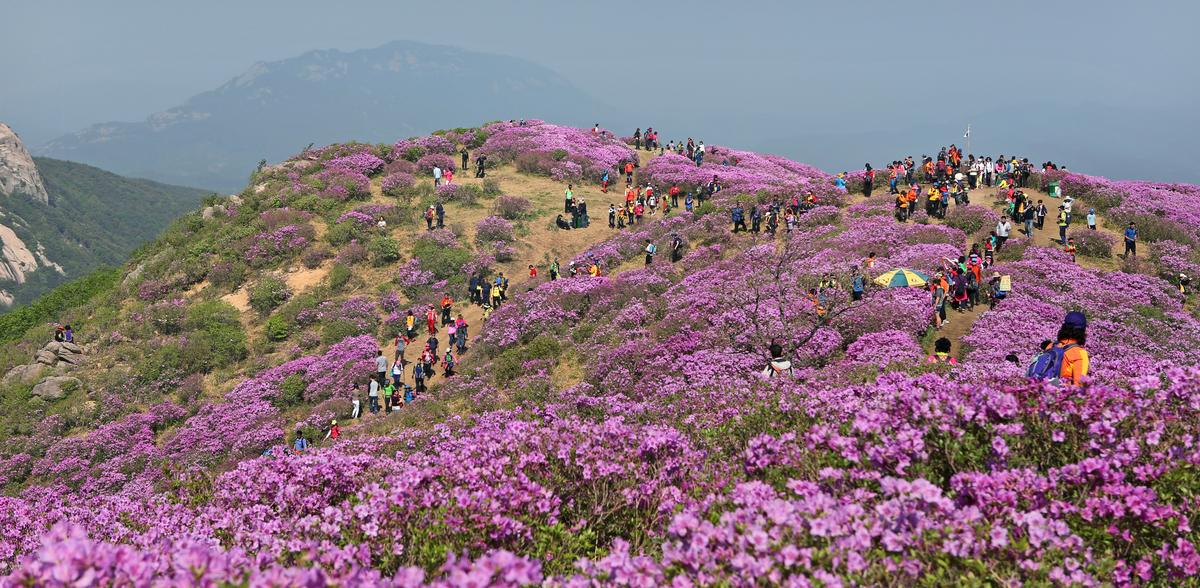 황매산 철쭉