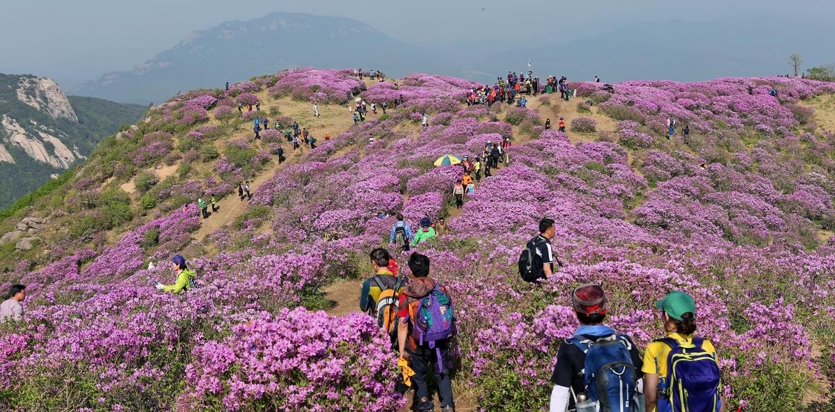 황매산 철쭉