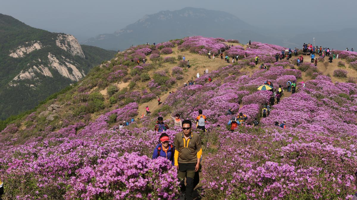 황매산 철쭉