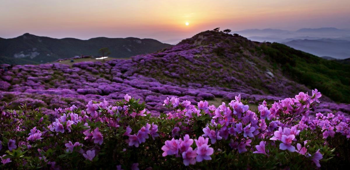 황매산 철쭉