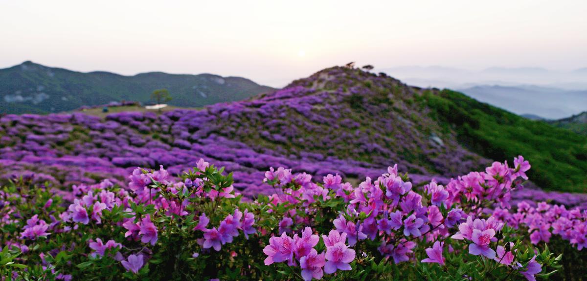 황매산 철쭉