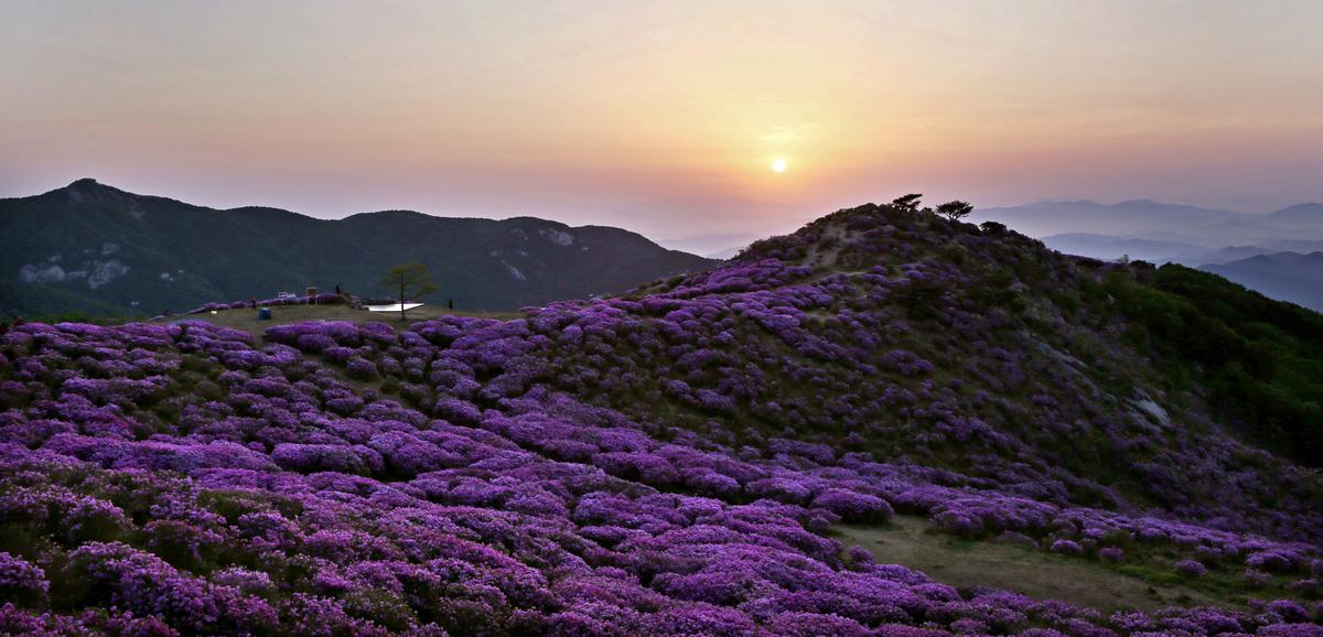 황매산 철쭉