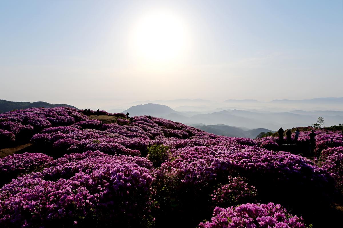 황매산 철쭉