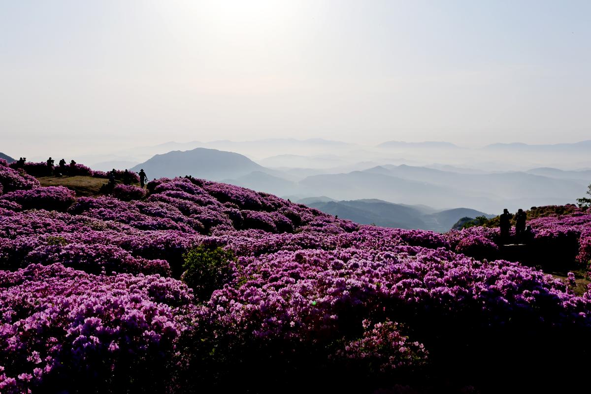 황매산 철쭉