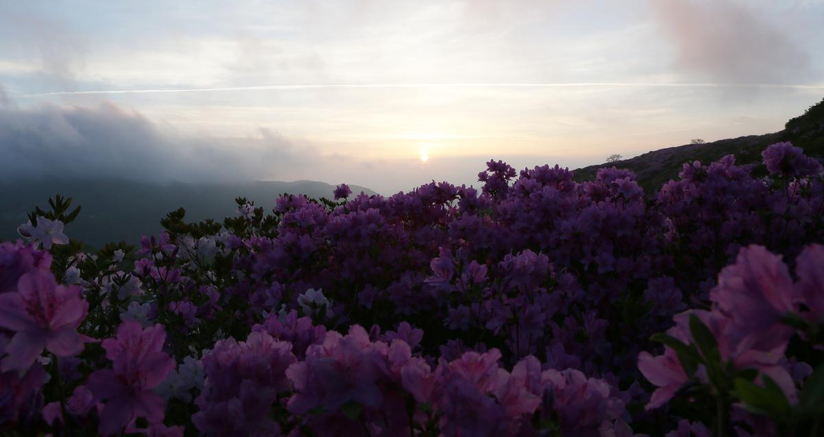 황매산 철쭉