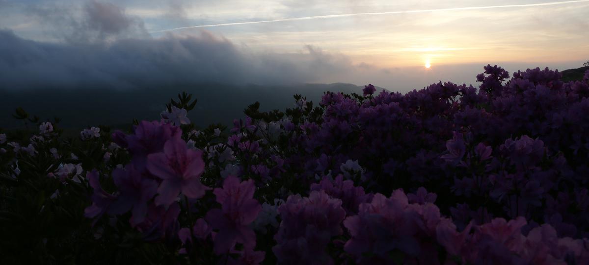 황매산 철쭉