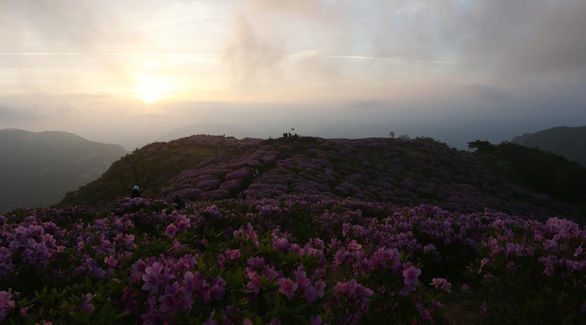 황매산 철쭉