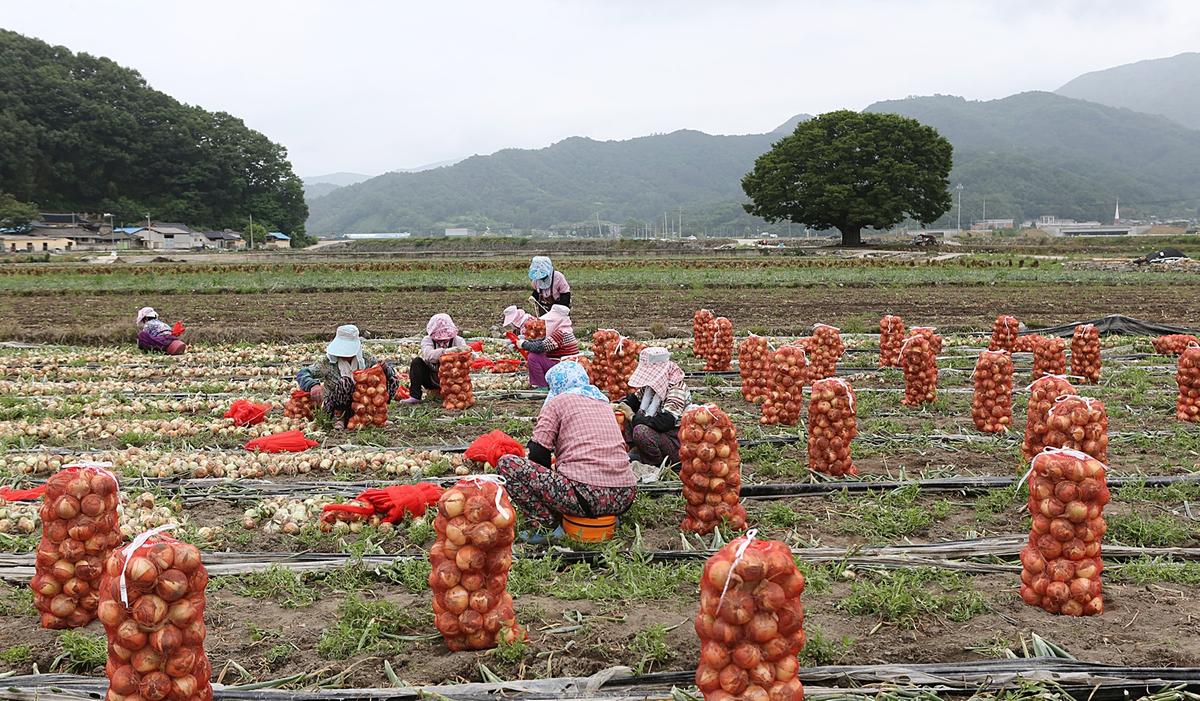 야로면 양파수확