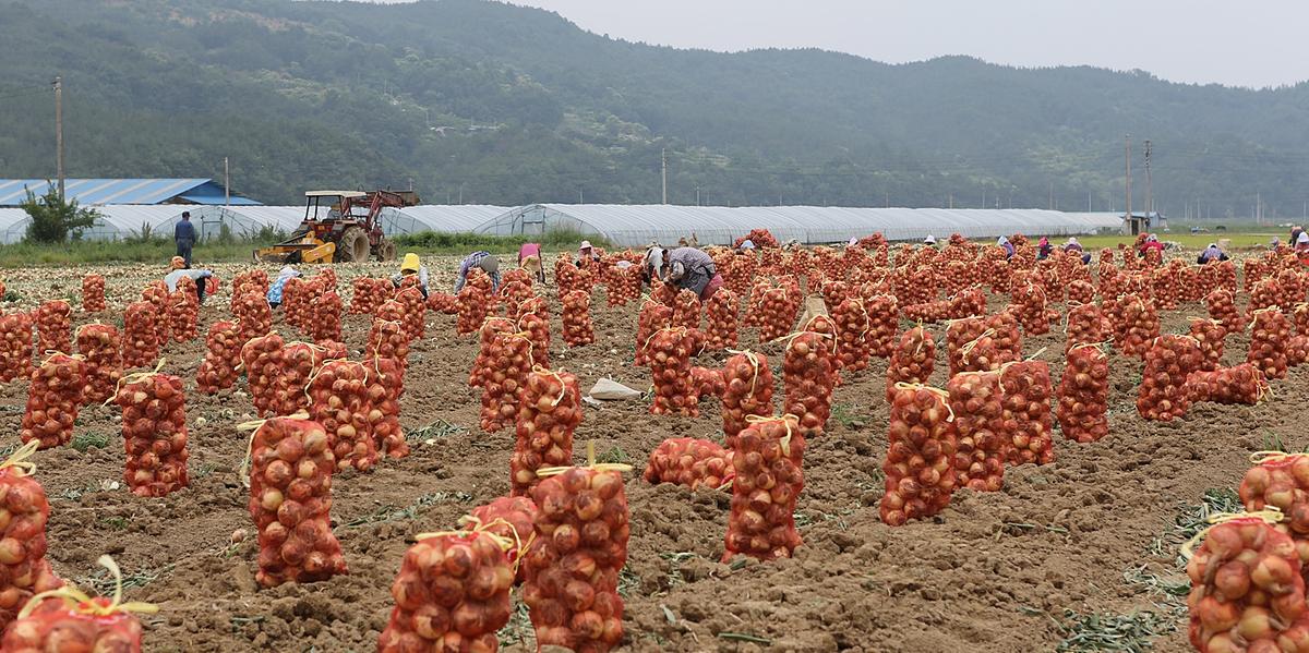용주 양파수확