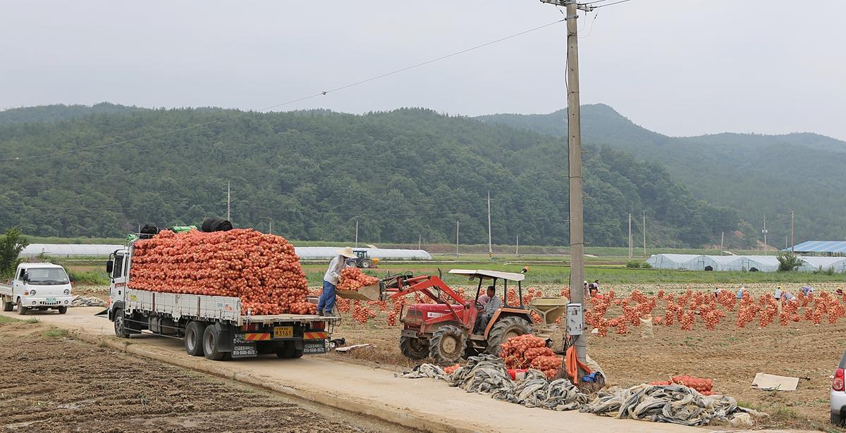 용주 양파수확