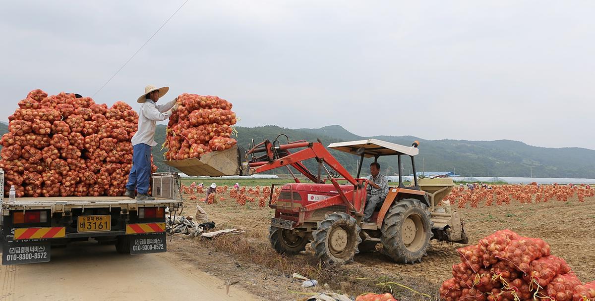 용주 양파수확