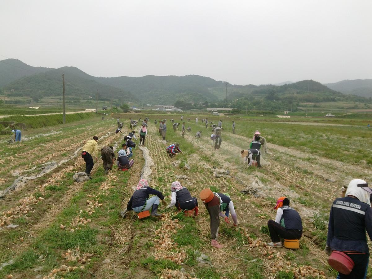 일손돕기