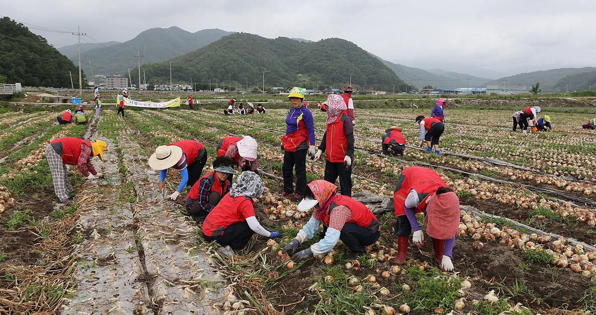 합천군청 일손돕기