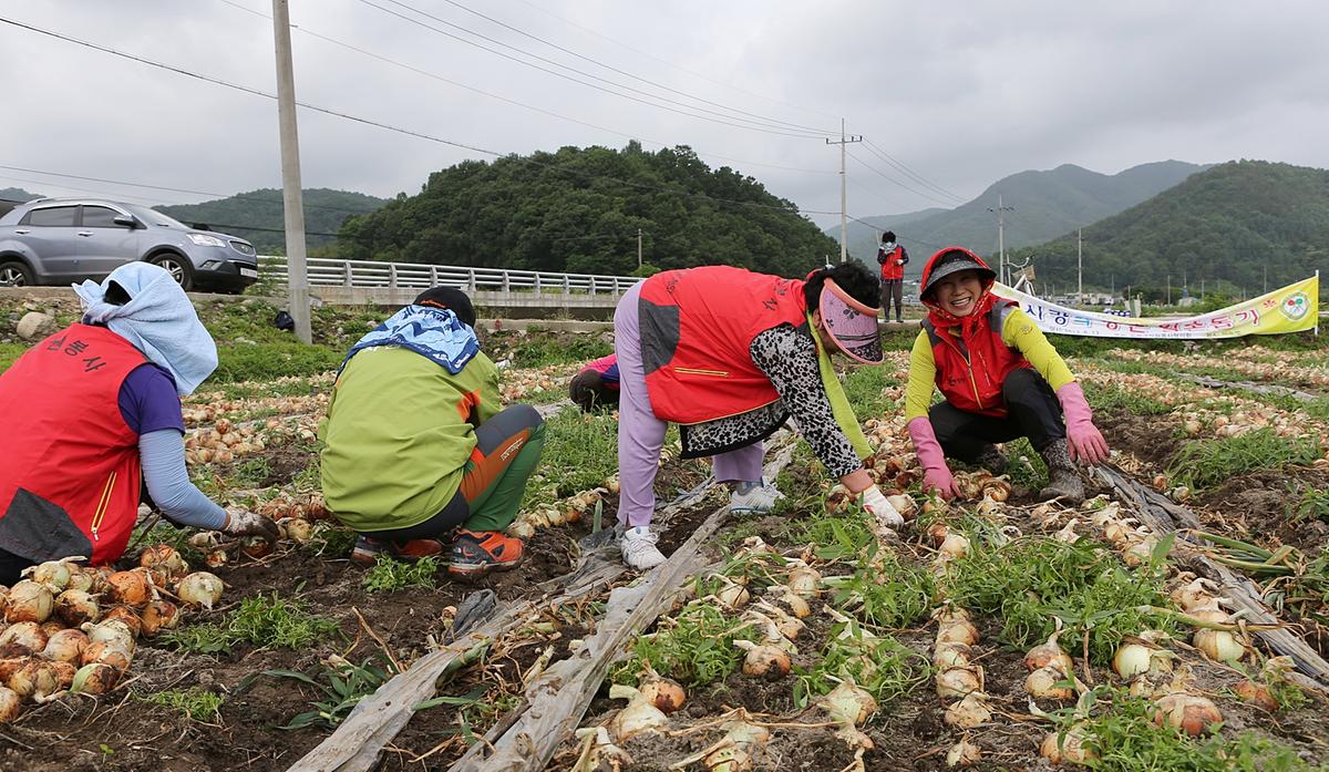 합천군청 일손돕기